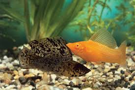 Ikan hias air tawar merupakan berbagai jenis ikan hias yang habitat aslinya berada pada air tawar seperti danau, waduk, dan sungai. 6 Jenis Ikan Hias Livebearer Yang Mudah Berkembang Biak Di Aquarium Rumah123 Com