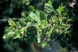 Image result for Searsia tenuinervis