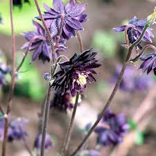 Try cutting the bloom for long lasting color in your home. Columbine Black Barlow Aquilegia Vulgaris My Garden Life