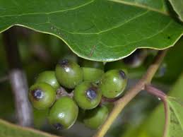 Image result for Icacinaceae