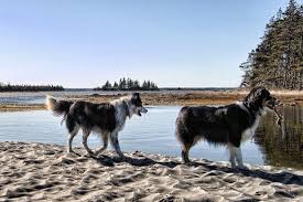 Breed Battle Border Collie Vs Australian Shepherd Comparison