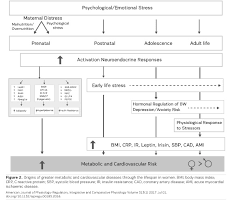 Effects of smoking on babies. Sex Gender Impacts In Cardiovascular Disease A Typical Presentation Of Cardiovascular Disease Healthmanagement Org