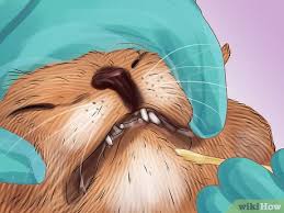 Maybe you would like to learn more about one of these? 4 Ways To Collect Bodily Fluid Samples From A Cat Wikihow