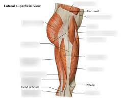 Muscles acting on the hip joint. Lateral View Of Hip And Thigh Muscles Diagram Quizlet