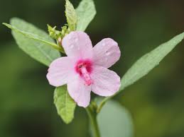 Image result for Urena lobata