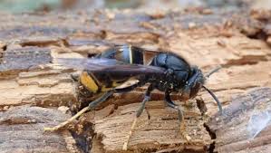 Ils s'agissaient de négociations intergouvernementales… sans réelle mise en concurrence. Frelon Asiatique Apprenez A Mieux Le Connaitre Pour Mieux Le Combattre