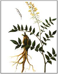 Image result for Sophora inhambanensis
