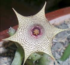Image result for Huernia leachii