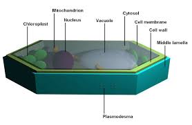 Maybe you would like to learn more about one of these? Plant Bodies Cells