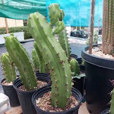 Image result for Myrtillocactus geometrizans