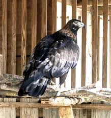 The wildlife center of virginia, a hospital for native wildlife, teaching the world to care about and to care for. Golden Eagle Wildlife Center Of Virginia Junior Wildlife Bald Eagle Golden Eagle