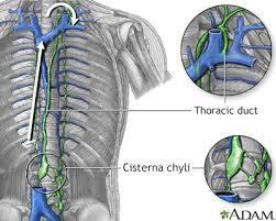 The superficial and deep lymphatics of the upper limb drain initially into the lateral and apical axillary lymph nodes. Swollen Lymph Nodes Information Mount Sinai New York