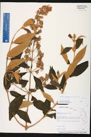 Image result for Buddleja madagascariensis