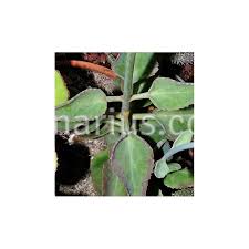Image result for Kalanchoe glaucescens