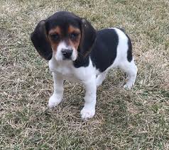 4,472 results for beagle puppies for sale. Beagle Puppy For Sale Petfinder