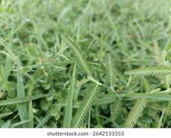 Image result for Aeschynomene sp. A