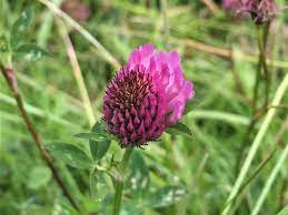 Check spelling or type a new query. Clovers Trefoil Red Clover Hares Tail Clover Dutch Clover Swedish Clover Hop Trefoil Meadow Clover Trifolium