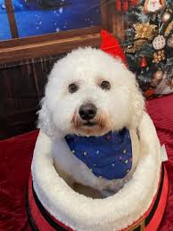 Merry Hissmas from Li'l Steve. 💛 (he never hisses, but I had to make the  pun)