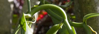 Image result for Vanilla grandifolia