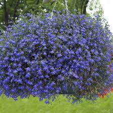 Lobelia Seeds Lobelia Erinus Blue Carpet Ground Cover Seed Lobelia Flowers Planting Flowers Plants