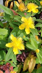Image result for Hypericum humbertii