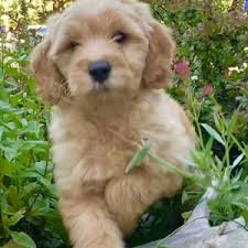 Goldendoodles come with a wide variety of colors from chocolate phantom, silver phantom, silver with golden hues, black, white light or dark apricot, triple color. Princess Pistachio Goldendoodle Puppy 612716 Puppyspot
