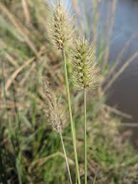 Image result for Setaria