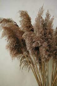 Light Colored Dry Reeds Plumes Long Cane Plume Pampas Grass Etsy Dried Flowers Dried Flower Bouquet Dried Flower Arrangements