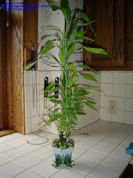 The most common large lucky bamboo material is metal. Beginner Gardening Lucky Bamboo Dracaena Sanderana 1 By Rtilley