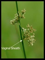 Image result for Clerodendrum tricholobum