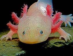 See What The World S Ugliest Animals Look Like Picture Ugliest Animals Revealed Abc News