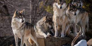Serigala ini membuat sarangnya di dalam goa dan. Serigala Di Yellowstone Bikin Kawanan Rusa Jadi Lebih Tangguh Kok Bisa Halaman All Kompas Com
