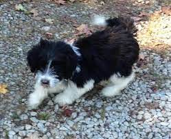 Bordoodle puppies for sale ohio. Bordoodle Puppies For Sale In Allensburg Ohio Animals Nstuff