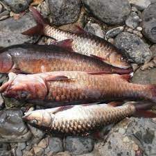 Maybe you would like to learn more about one of these? Ikan Kelah Merah From Sarawak River Genuine çº¢å‰ç½— 1 6kg To 1 9kg Size Min Order 4 Frozen Item To Ship Lazada