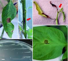 Reduce mechanical spread of the viruses in the field by limiting entry to. Bacterial Leaf Blight Of Sweet Pepper Capsicum Annuum Caused By Pseudomonas Cichorii In Japan Springerlink