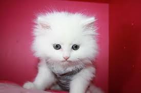 صور قطط باقة مختارة من أروع و أجمل القطط مع خلفيات Hd Cute Cats And Kittens Animals And Pets Cute Cats
