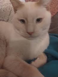 At Perry County Animal Control Pinckneyville illinois