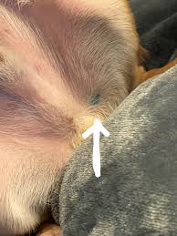 What is this blue mark inside my dogs leg? : rDogAdvice