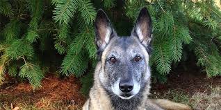 › oregon live puppies for sale. How To Train Your Dog For Truffle Hunting Bon Appetit Bon Appetit