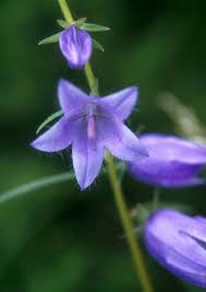 Similarly, purple weed is not always purple. it can have a wide range of presentation, from dark green to purple cannabis can come in many different hues and colors, just like the leaves of a tree during fall. Is This Plant A Weed Garden University Of Minnesota Extension