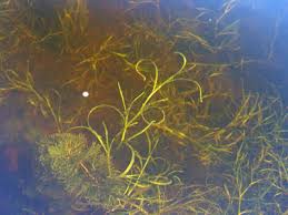 Image result for Heteranthera