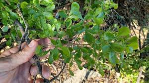 Image result for Pseudolachnostylis maprouneifolia