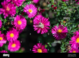 Image result for Asters `Jenny