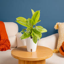 Image result for Ficus conraui