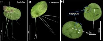 Image result for Spirodela