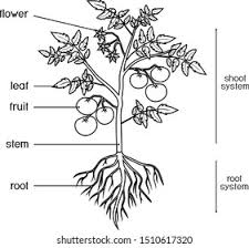 Make your ornamental garden the most cheerful it can be with the addition of flowers and foliage that deliver colorful, bold hues in sun or shade. Coloring Page Parts Plant Morphology Tomato Stock Vector Royalty Free 1510617320