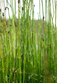 Image result for Equisetum ramosissimum