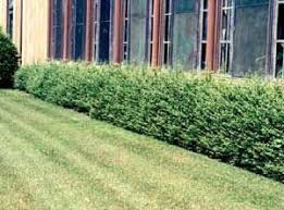 Odkryj ilex crenata convexa japanese holly bush stockowych obrazów w hd i miliony innych beztantiemowych zdjęć stockowych, ilustracji i wektorów w kolekcji shutterstock. Convexa Japanese Holly Ilex Crenata Convexa House Landscape Shrubs Hedges