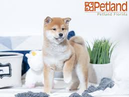 The shibu inus aliases are shiba ken, japanese turf dog, japanese small size dog, and japanese brushwood dog. Petland Florida Has Shiba Inu Puppies For Sale Check Out All Our Available Puppies Shibainu Petlandkendall Petland Puppy Friends Shiba Inu Puppy Puppies