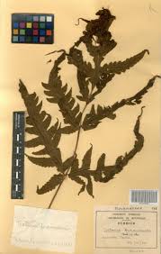 Image result for Tectaria fernandensis